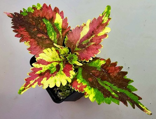 Mutazione coleus twist and - coleus,